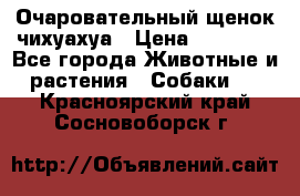 Очаровательный щенок чихуахуа › Цена ­ 40 000 - Все города Животные и растения » Собаки   . Красноярский край,Сосновоборск г.